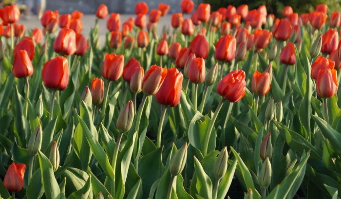 Oсобенности хранения и выращивания тюльпанов